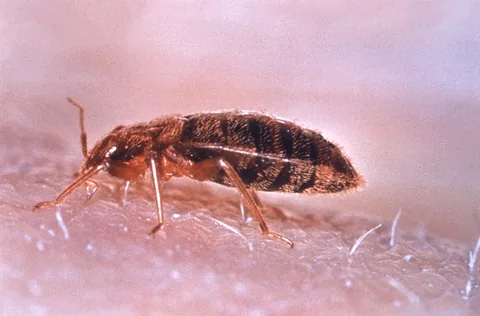 Adult bed bug in profile