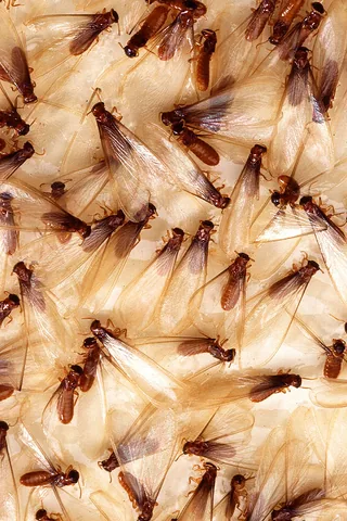 Formosan termite swarmers captured on a monitoring trap