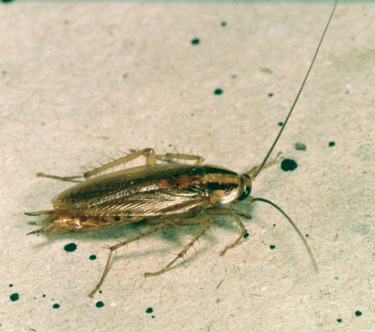 Adult German cockroach, color dorsal view