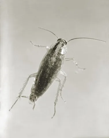 German cockroach, archival dorsal photograph