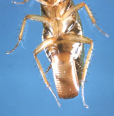 Female German cockroach with an egg case, underside view