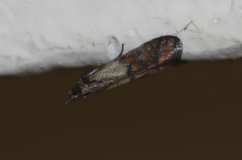 Indianmeal moth at rest on a surface