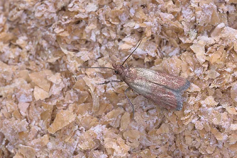 Adult Indianmeal moth on cereal material
