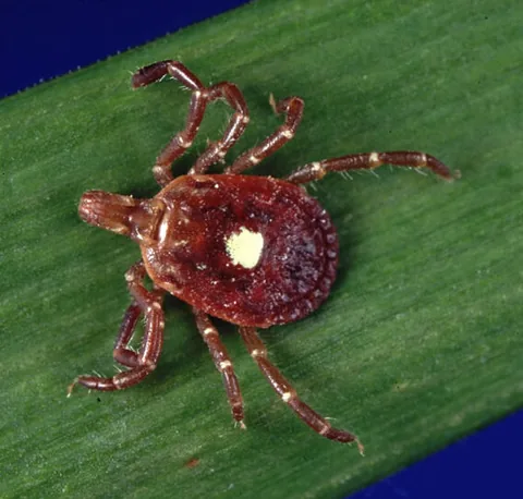 Adult female lone star tick