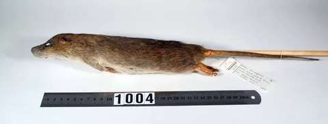 Norway rat museum specimen LM1004, side view