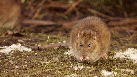Norway rat at Hatchpond, Poole, England