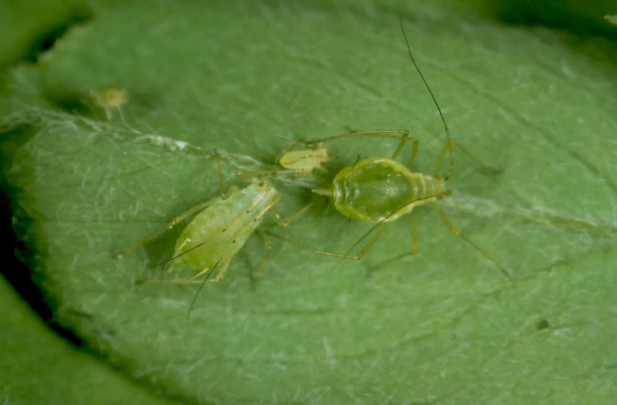 Pea aphids on an alfalfa leaf