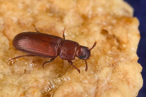 Adult red flour beetle
