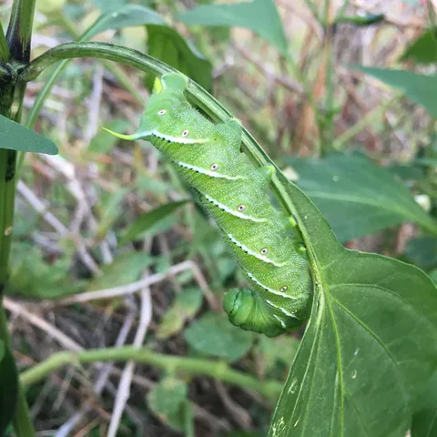 Tobacco hornworm on a jalapeño pepper plant