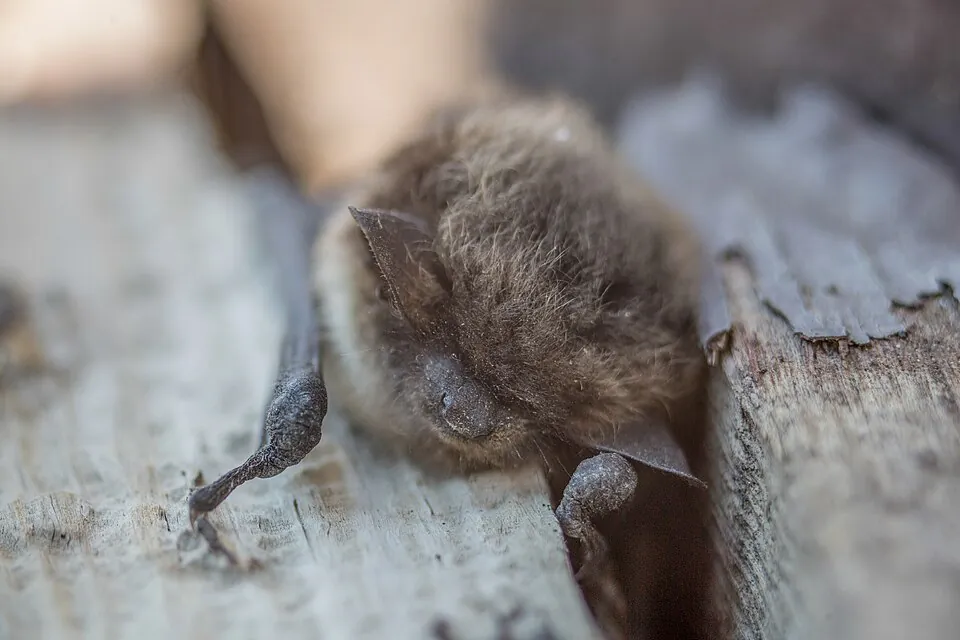 Sleeping bat between boardwalk planks in Yellowstone