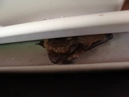 Little brown bat in a house eave in Pennsylvania