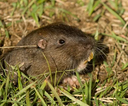 Botta’s pocket gopher in grass