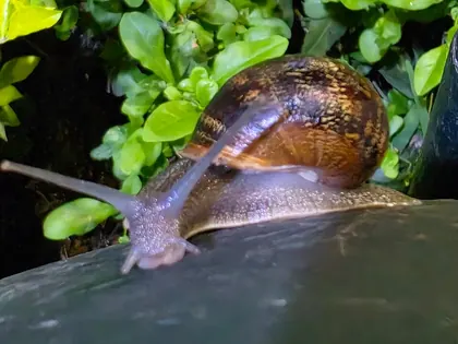 Brown garden snail photographed in Lima, Peru