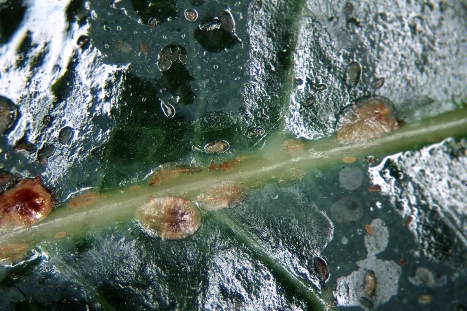 Brown soft scale and honeydew on Ficus