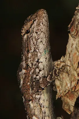 Eastern fence lizard in South Carolina