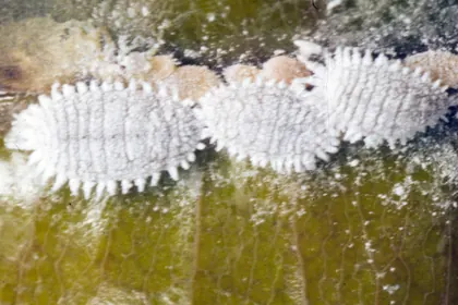 Citrus mealybugs, magnified laboratory sample