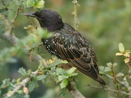 Common starling at Chester Zoo, England