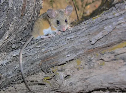 Deer mouse photographed in a tree