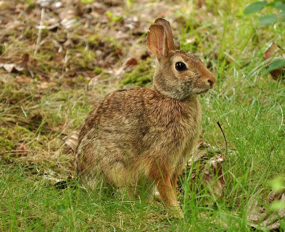 Eastern cottontail sitting in grass