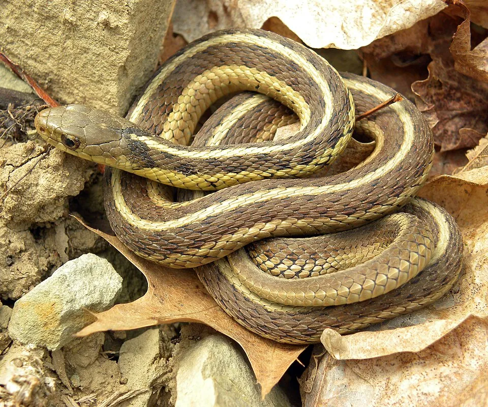 Eastern garter snake in Wooster, Ohio