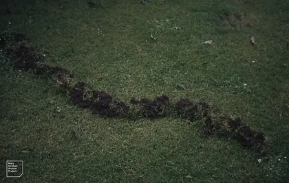 Earth along a European mole tunnel in a Hereford garden