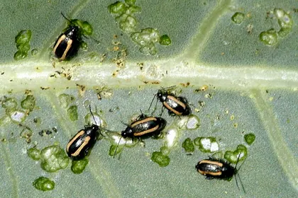 Striped flea beetles beside feeding holes
