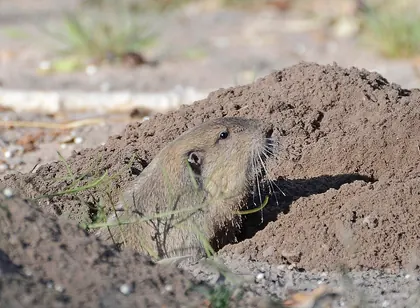 Botta’s pocket gopher at a soil opening in southern Nevada