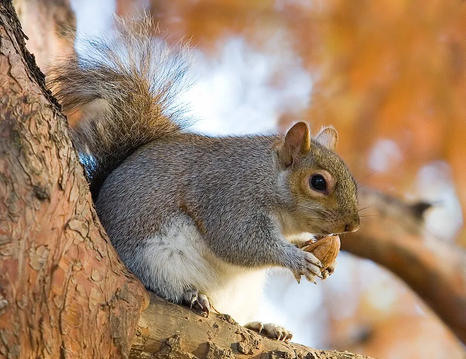 Eastern grey squirrel in St James’s Park, London