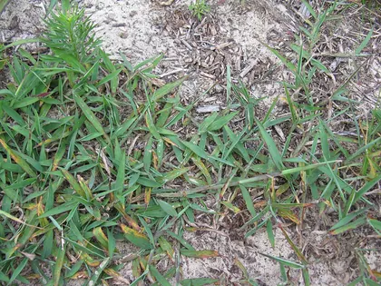 Hairy crabgrass growing along the ground