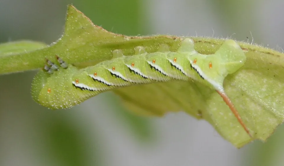 Tobacco hornworm with its rear horn visible