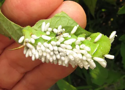 Parasitoid-wasp cocoons on a tobacco hornworm