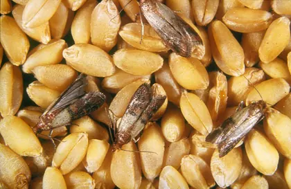 Indianmeal moth adults among grain kernels
