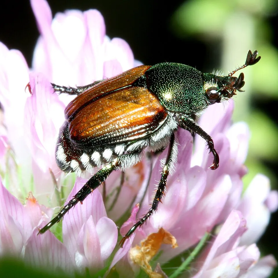 Adult Japanese beetle on a flower