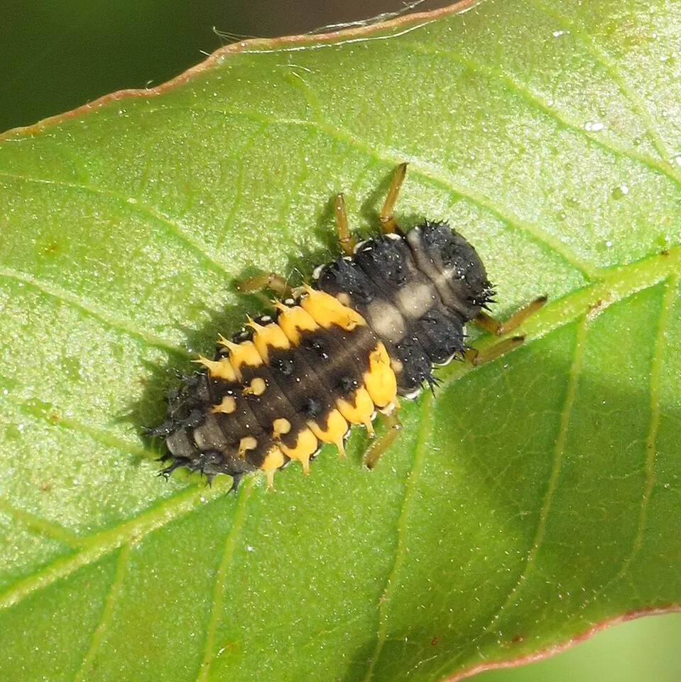 Asian lady beetle larva on a leaf