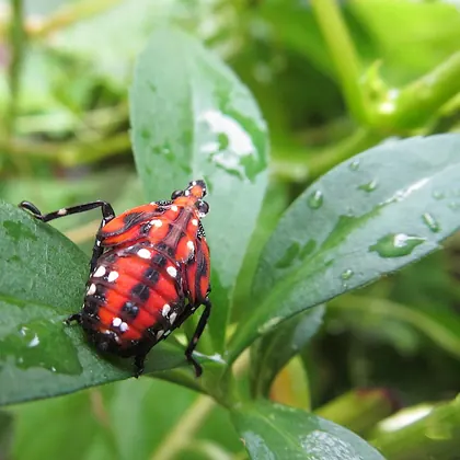 Late-stage spotted lanternfly nymph in Pittsburgh