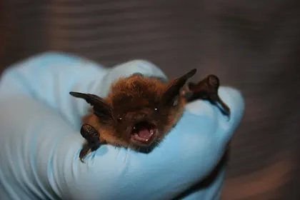 Little brown bat held by a USFWS biologist