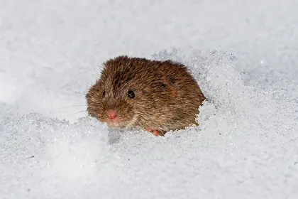 Eastern meadow vole emerging through snow