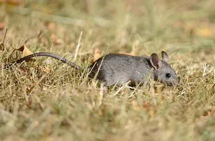 Young Norway rat in Western Washington State
