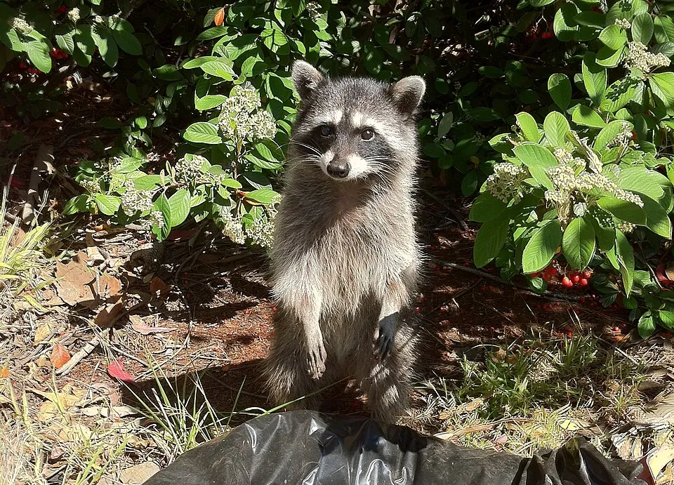 Raccoon standing in a garden