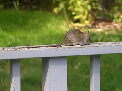 Living roof rat with its long tail visible