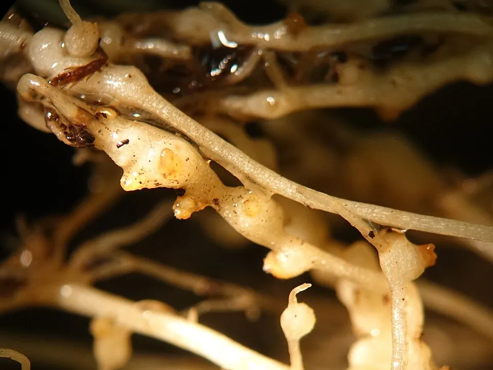 Root-knot galls and egg masses on tomato roots