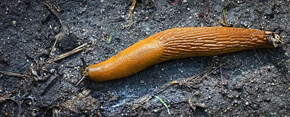 Spanish slug photographed on a path