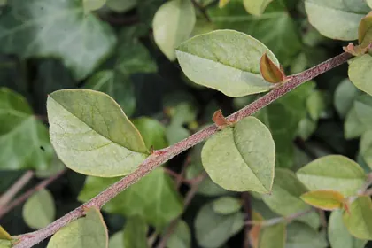 Spider-mite example on Cotoneaster foliage