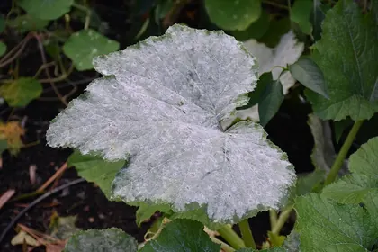 Powdery mildew on a squash leaf