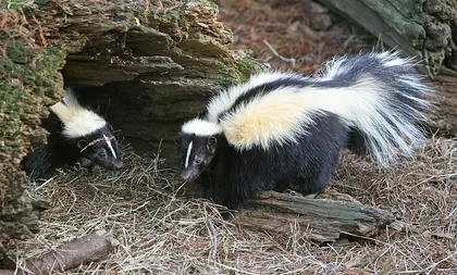 Striped skunks beside a log