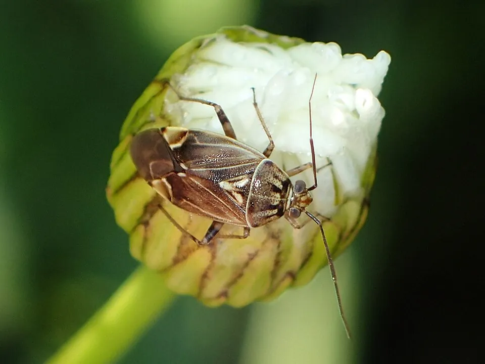Adult tarnished plant bug in Pennsylvania