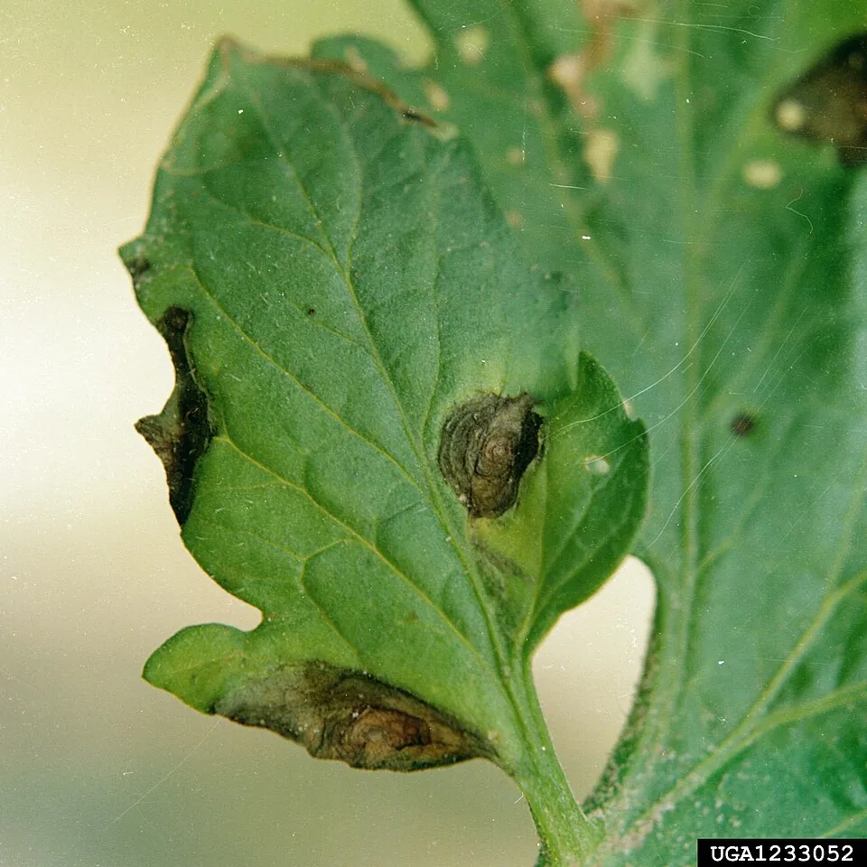 Early-blight lesions on a tomato leaf