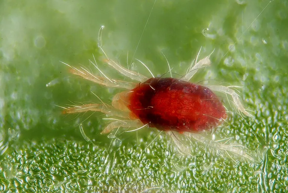 Red-form female two-spotted spider mite, magnified