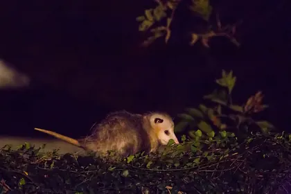 Virginia opossum photographed at night