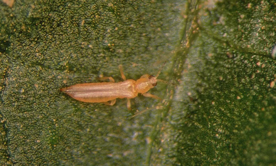 Western flower thrips on a leaf